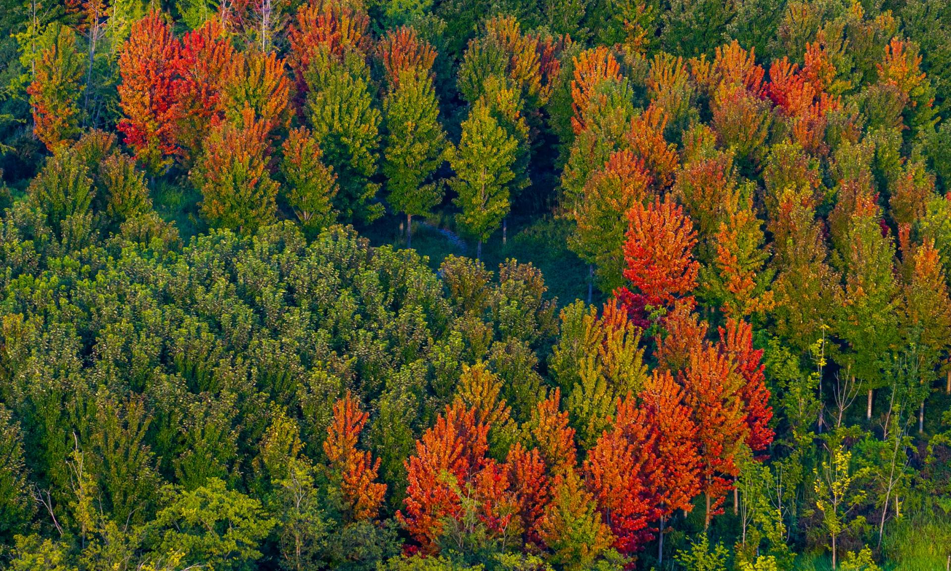 Trees changing leaves